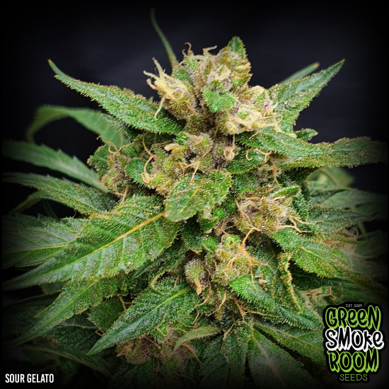 sour-gelato-550x550-1.jpg