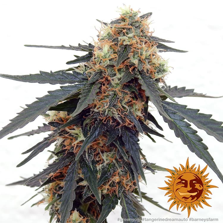 tangerine-dream-auto_8_213362.jpg