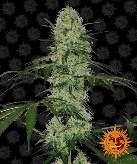 tangerine-dream-auto_circle_new_12_864579.jpg