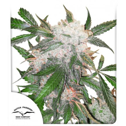 white-widow.jpg